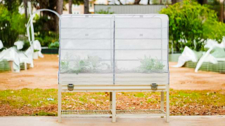 Vego garden beds