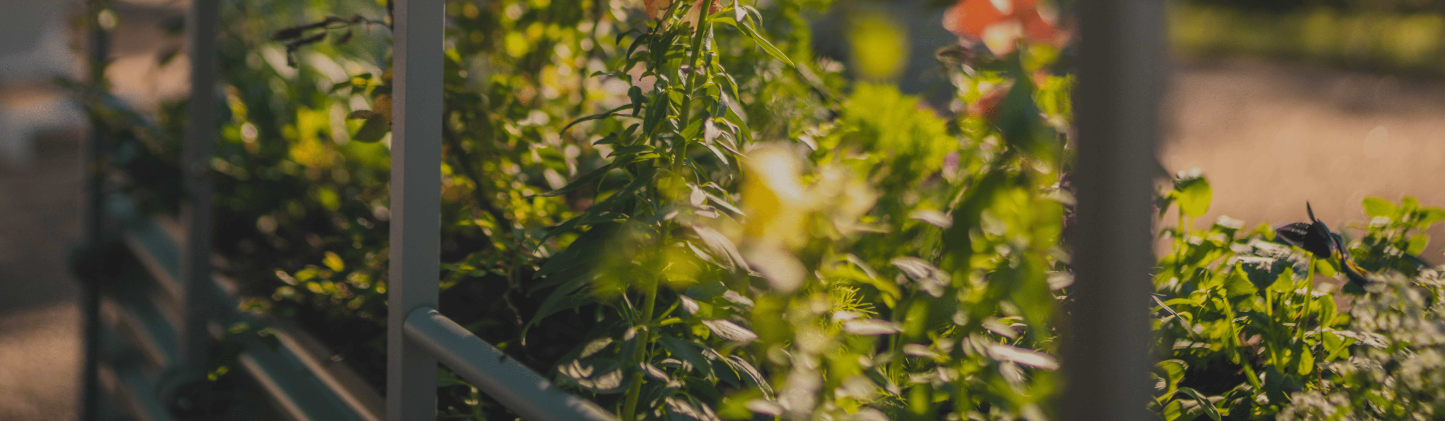 Vego garden beds