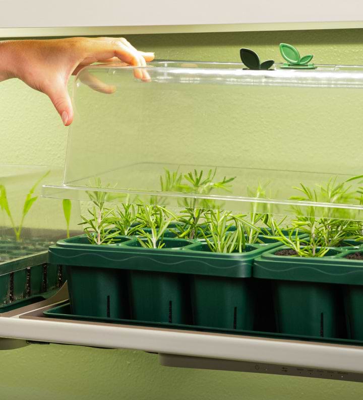 Seed Starting
