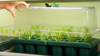 Vego garden beds