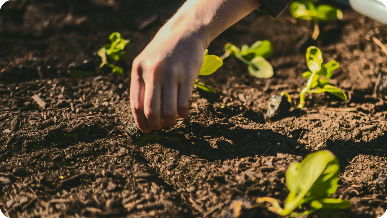 Vego garden beds