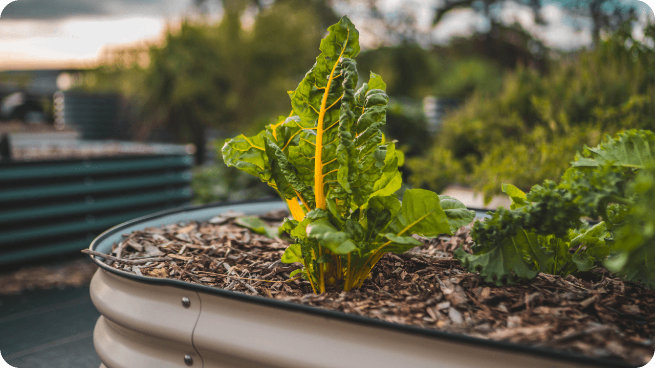 Vego garden beds