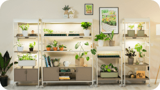 Vego garden beds